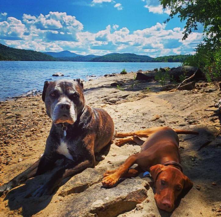 Two dogs laying on the beach at the lake