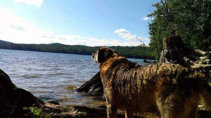 A big dog gazing at lake view