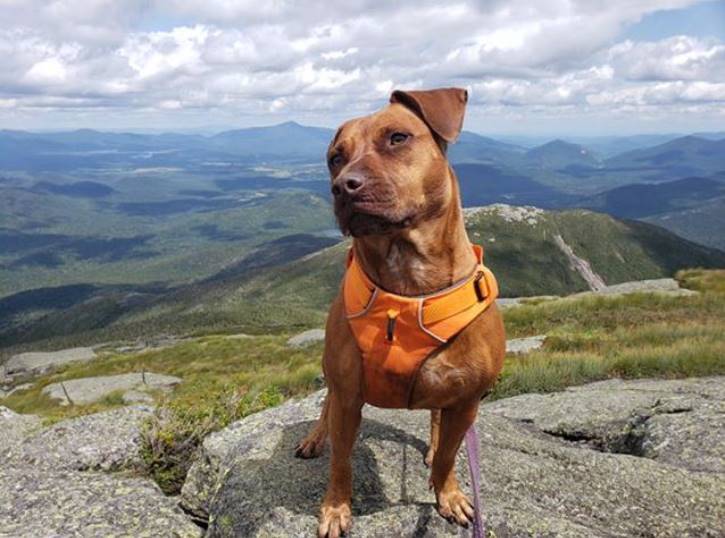 Dog with orange harness on top of mountain