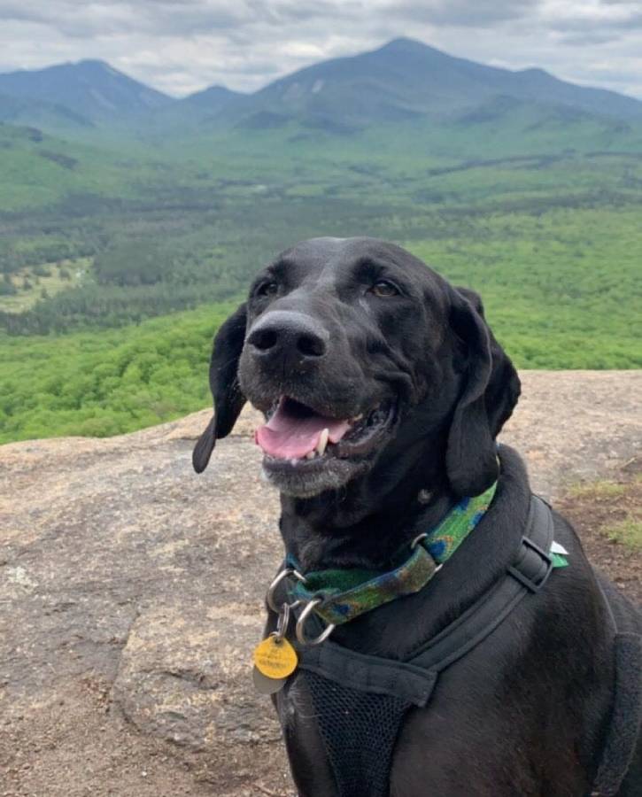 Close up of black lab panting atop mountain