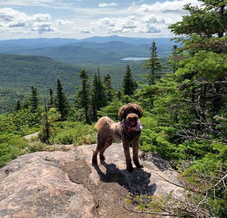 Medium brown dog atop mountain