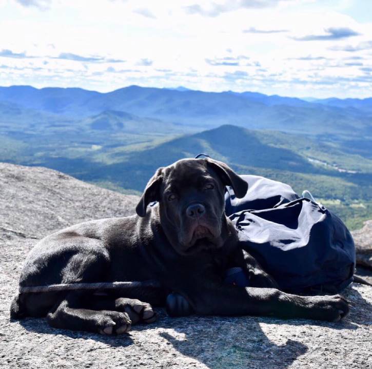 Large black puppy laying down atop mountain
