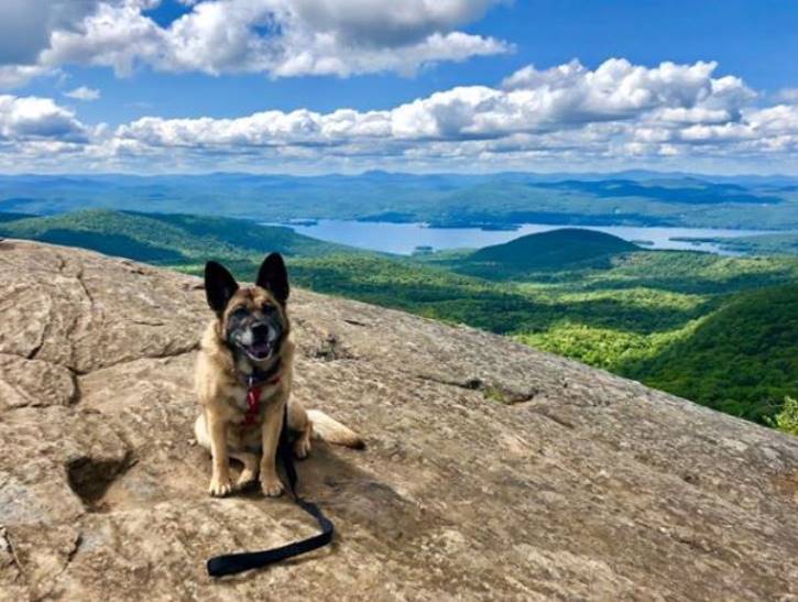 Dog sitting on top of a mountain on a sunny day