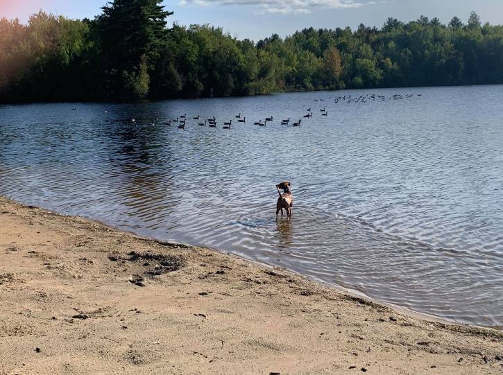 Dog standing in lake watching ducks 