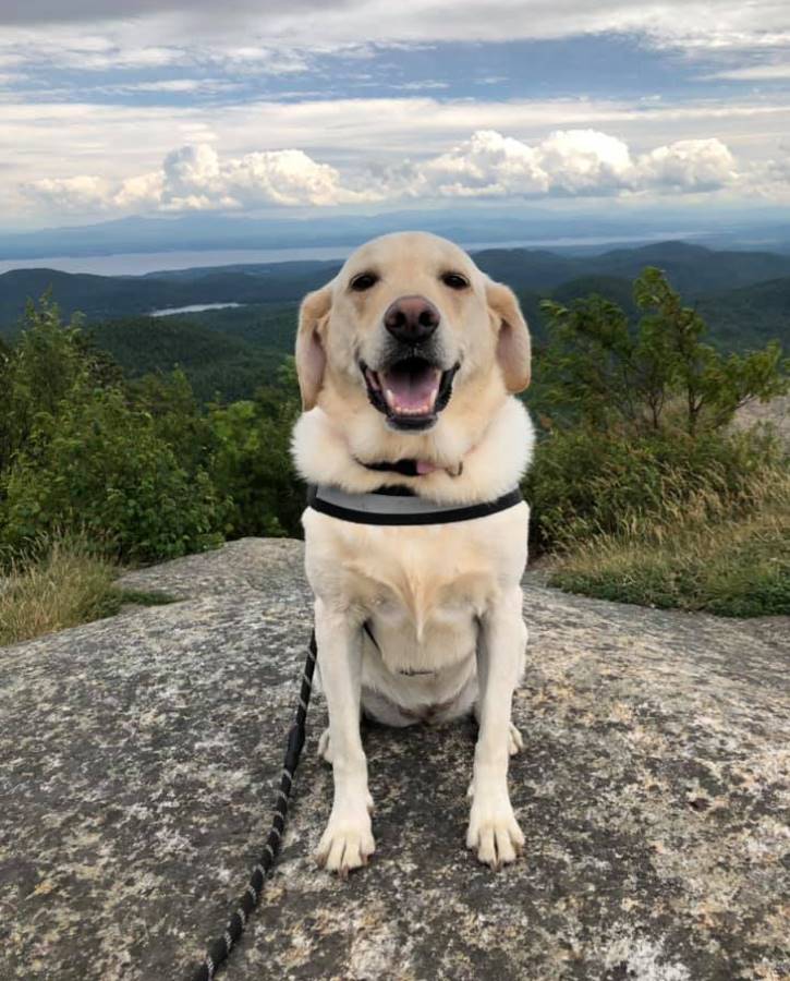 Happy dog sitting at the top of a mountain