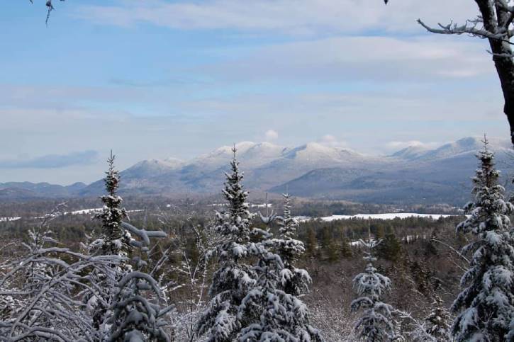 Snowy trees with mountains in the background