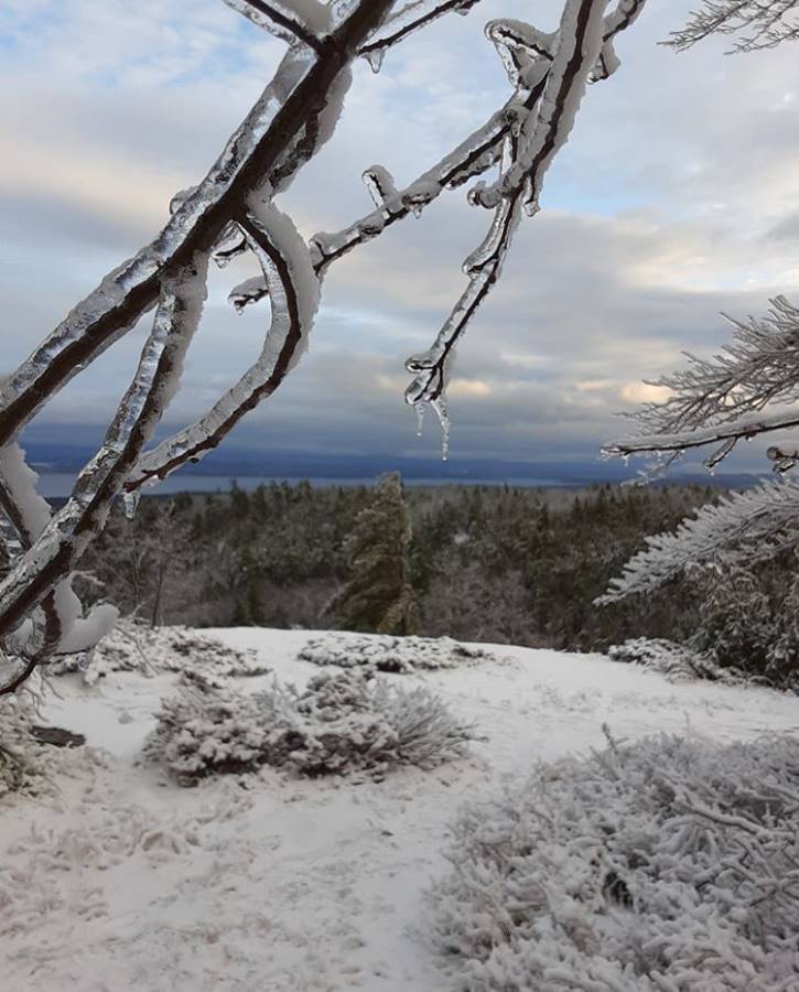 Close up of ice on tree branch atop snowy mountain