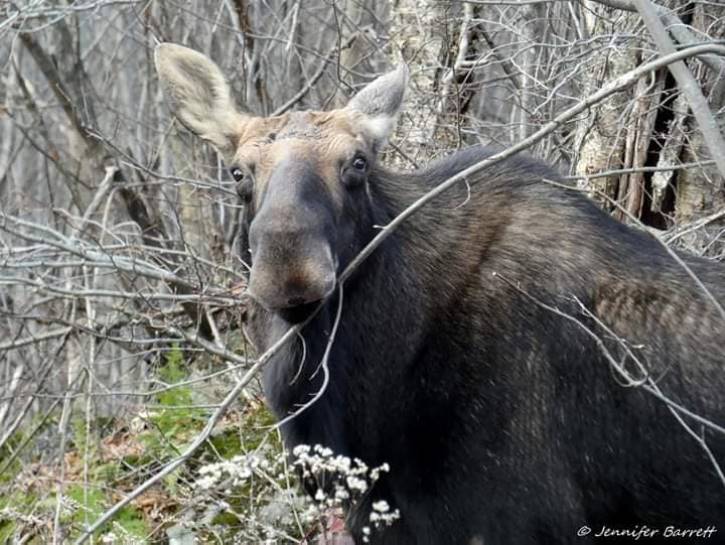 Close up of a moose surrounded by bare trees