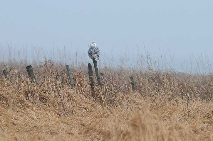 snowy owl in the adirondacks