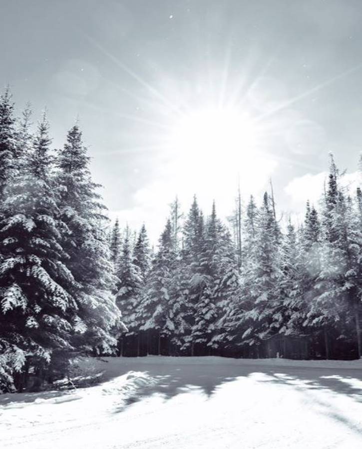 Snowy pine trees on a sunny winter day