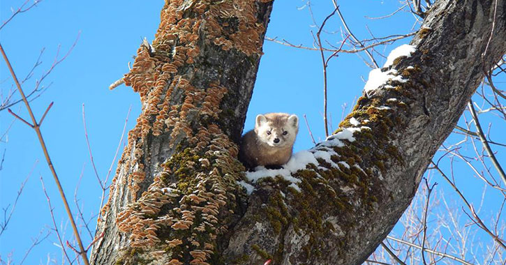 pine marten in a tree