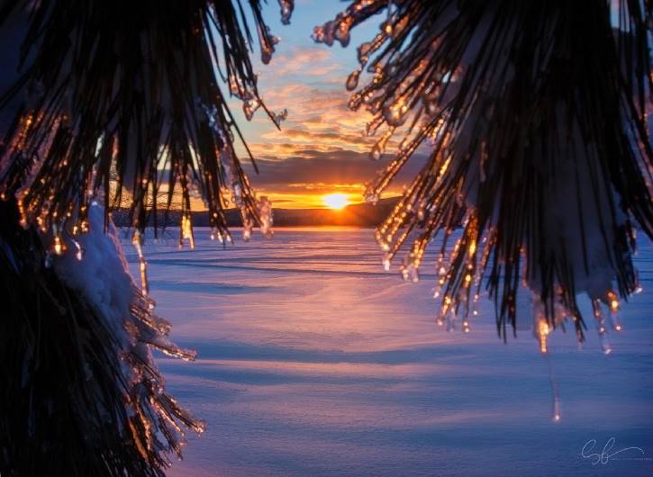 Snowy sunrise with icy pine tree branches up close