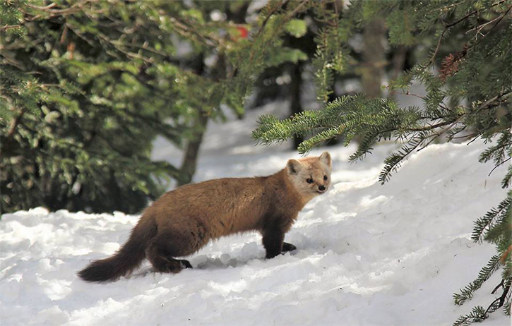 pine marten in the snow