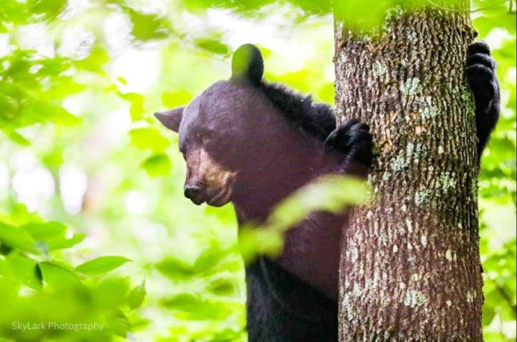 Black bear peeking out from behind a tree