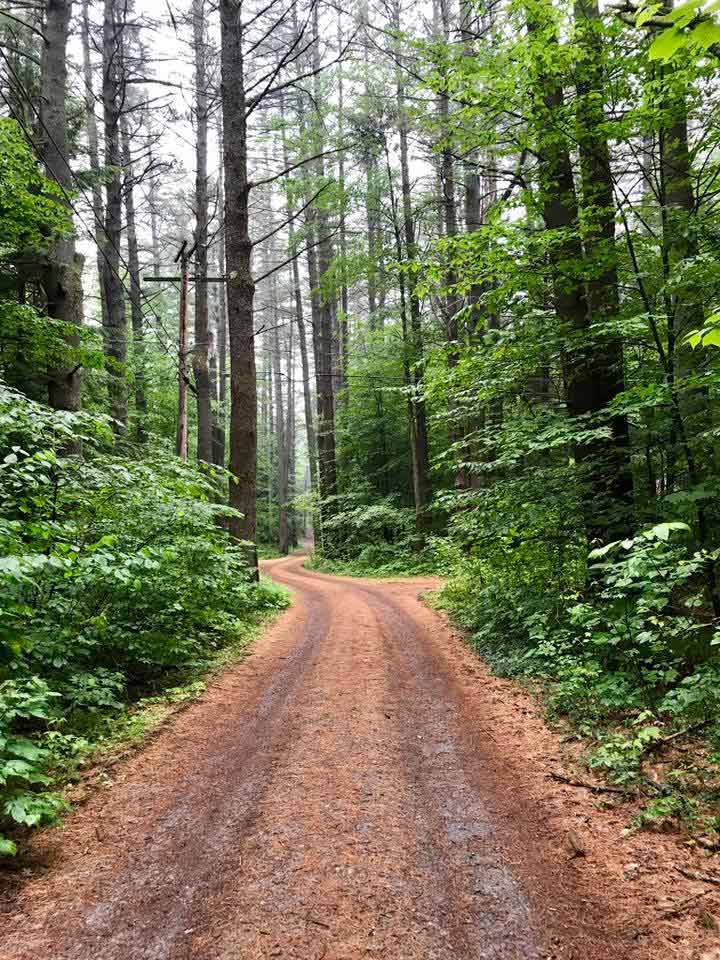 windy road through the woods