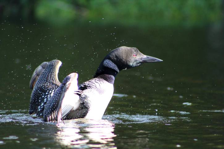 Loon about to dive into the water