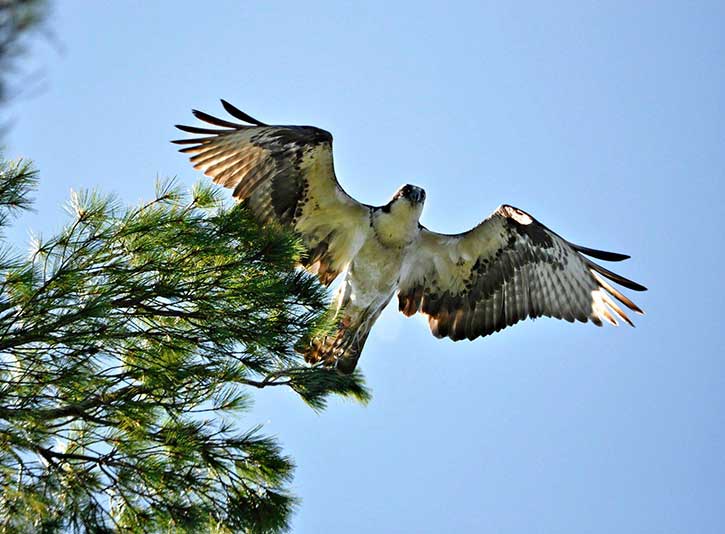 osprey in the adirondacks near ausable river