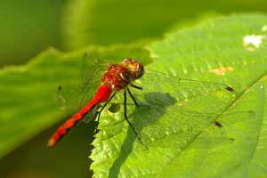 Wild Center Dragonfly