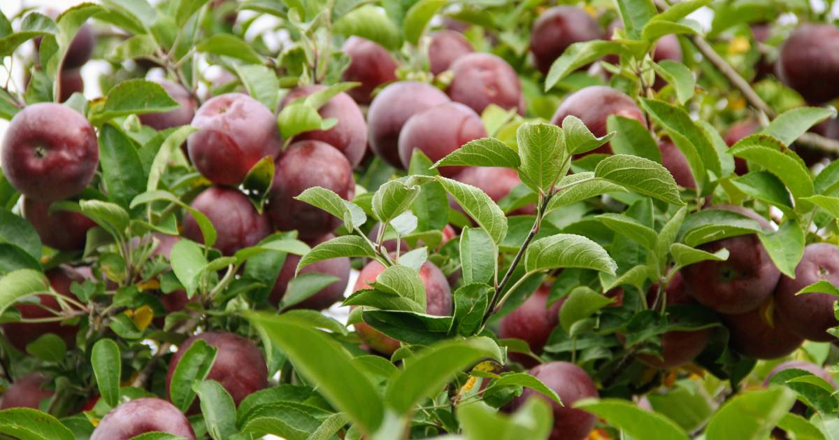 close up of apples in an apple tree