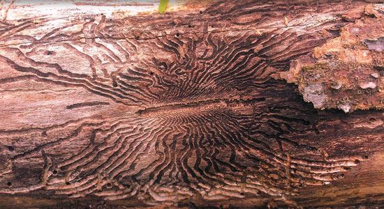 wood damaged by ask borer