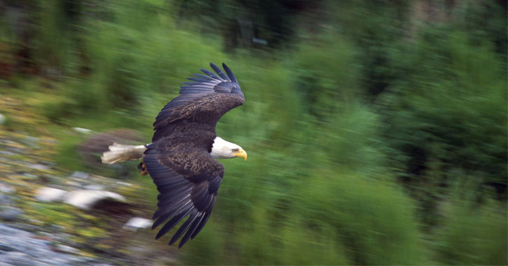 a bald eagle flying over water and trees