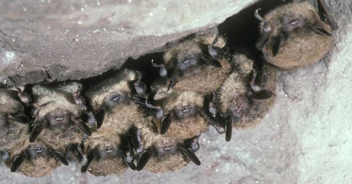 bats that are upside down
