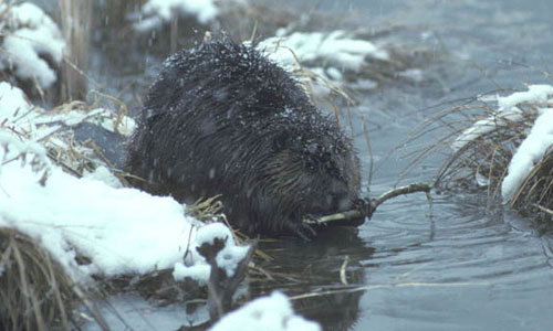 beaver