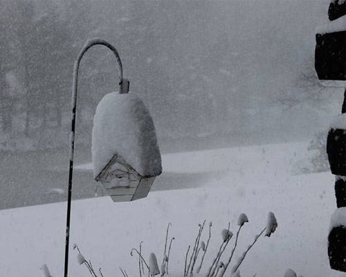 birdhouse with snow