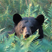 black bear in the adirondacks