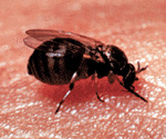 black fly