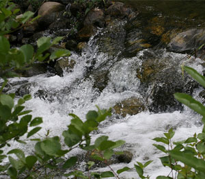 Dealing With Black Flies In The Adirondacks