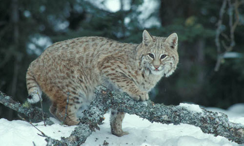 bobcat