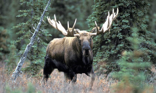 a bull moose