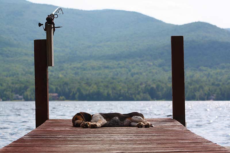 dog sleeping on a dock on Lake George