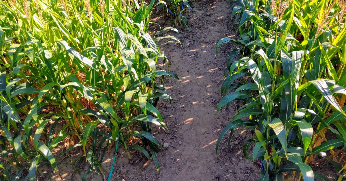 looking down into a path in a corn maze