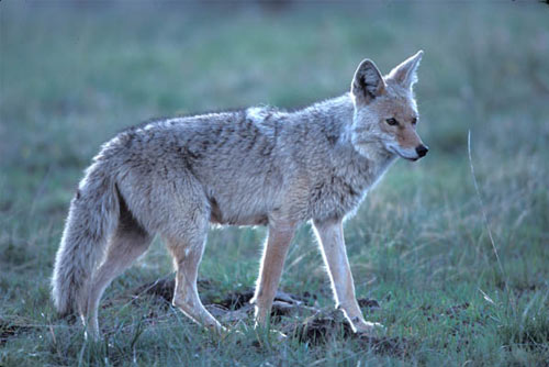 coyote in the adirondacks