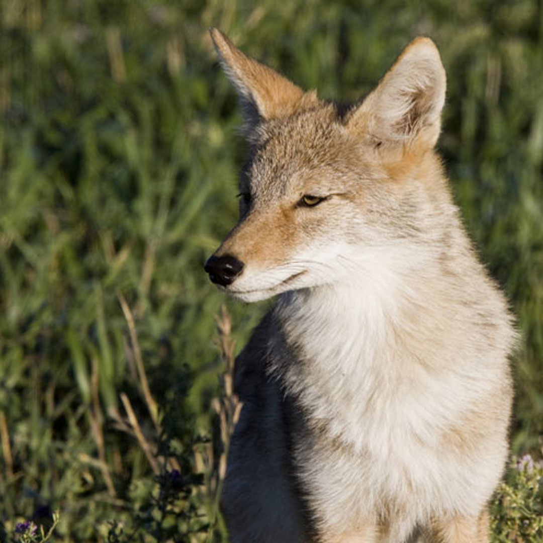 Facts About Coyotes In The Adirondacks