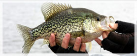 crappie