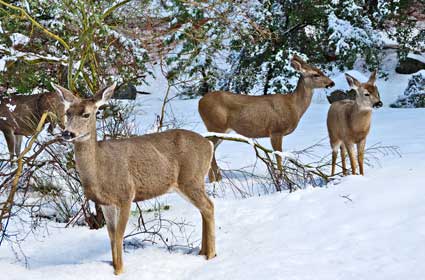 Hunting deer in the Adirondacks might be a little confusing...