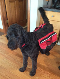 dog with backpack