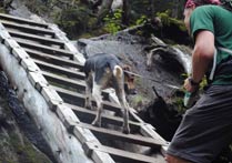 dog climbing ladder