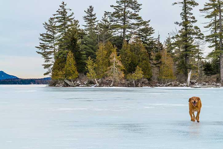 dog running on raquette lake