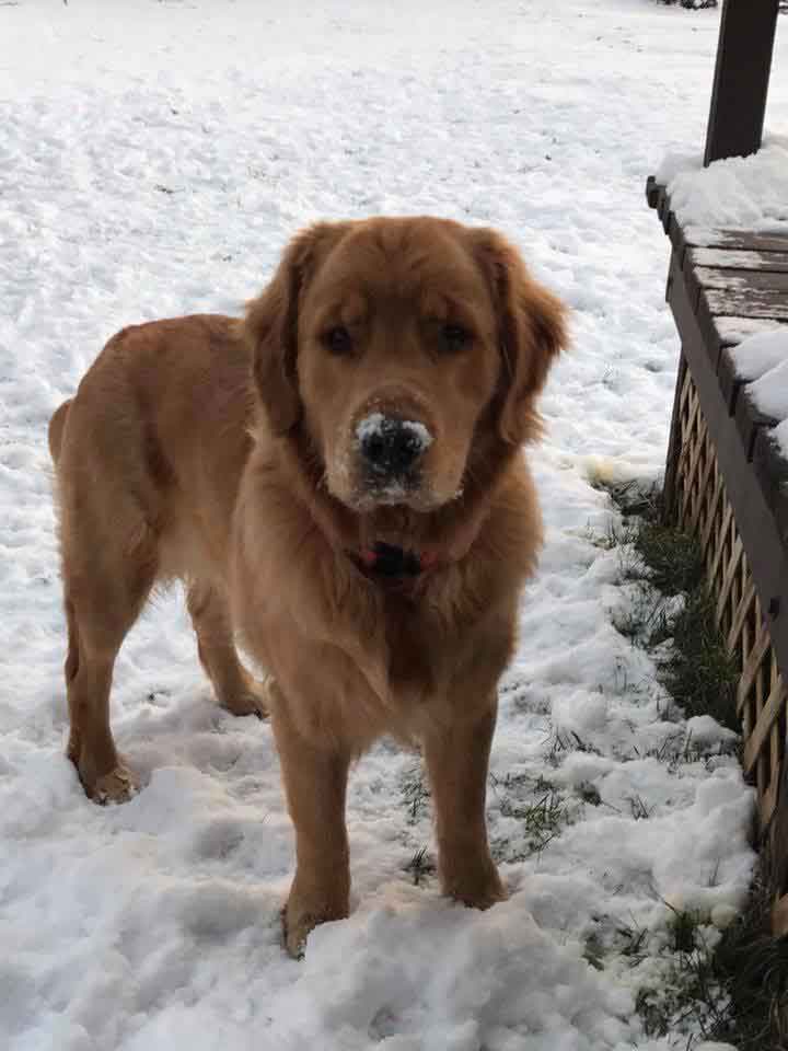 axel the dog in tupper lake