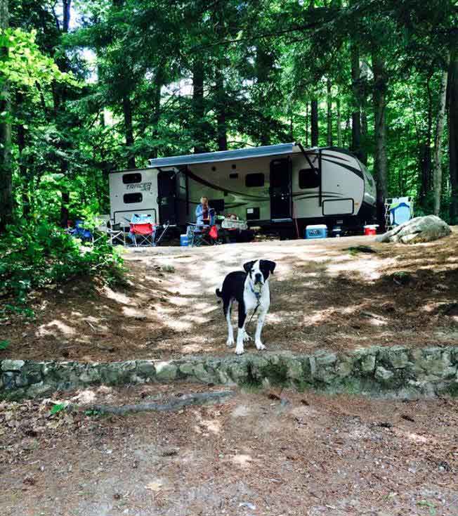 adirondack dog of the week camping