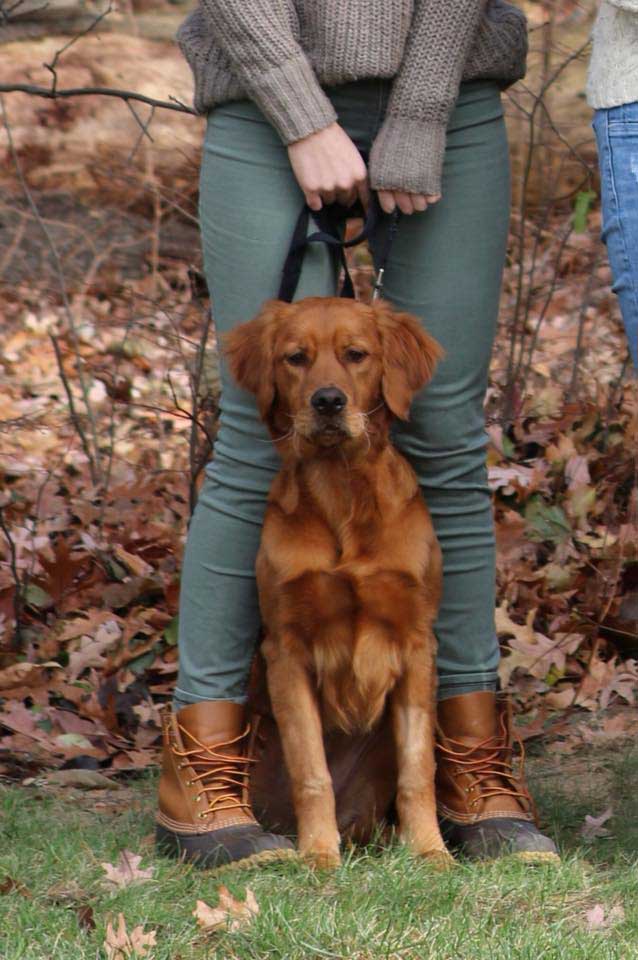 buca, golden retriever