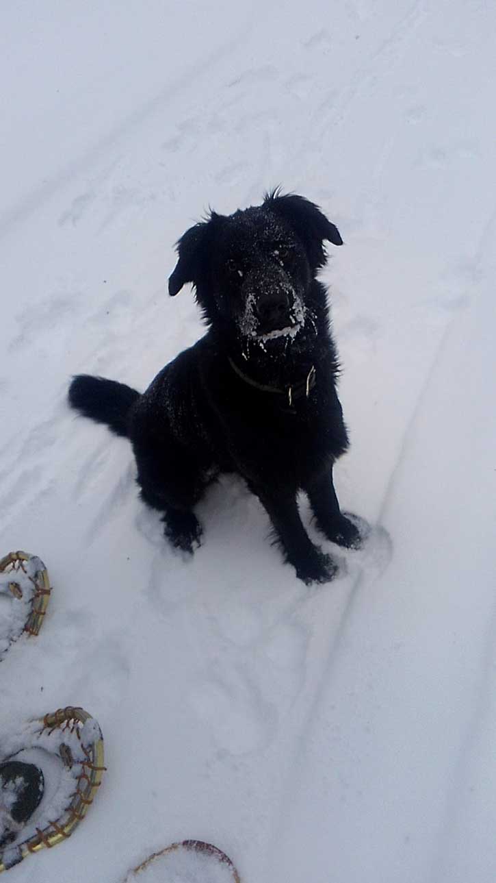 buckshot out for a snowshoe hike