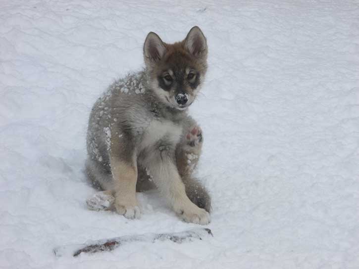 sled dog puppy in the adirondacks