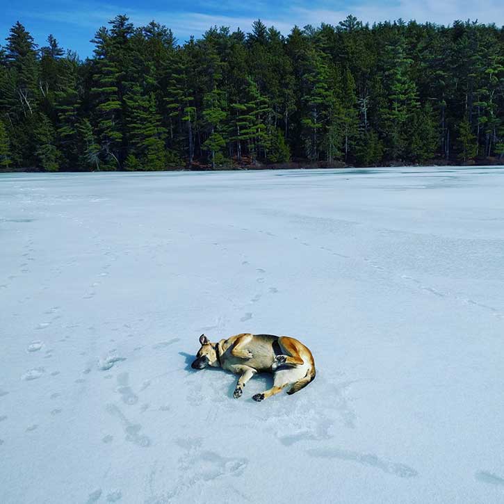 dog rolling around on the ice