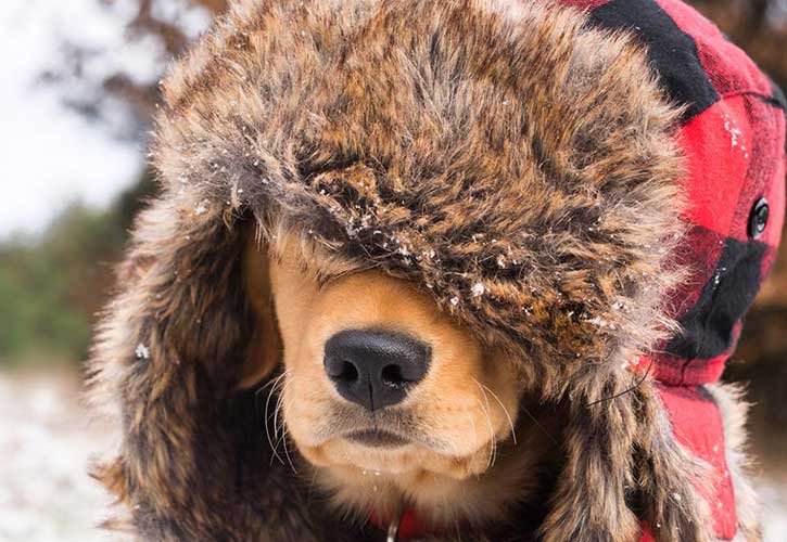 maggie moose the dog in the adirondacks