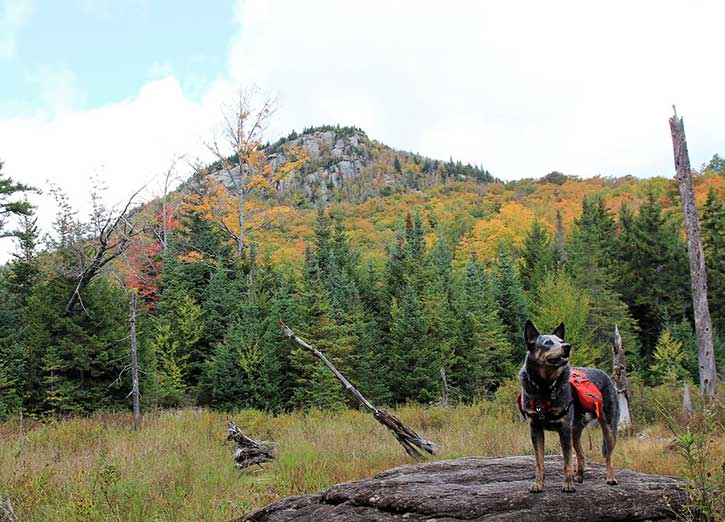 adirondack dog out hiking in the fall